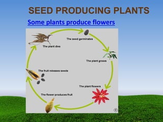 Some plants produce flowers
SEED PRODUCING PLANTS
 