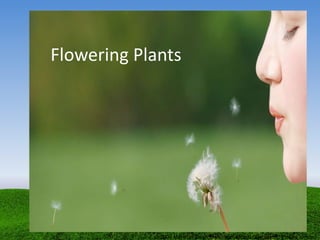 © 2009 Marshall Cavendish International (Singapore) Private Limited
Flowering Plants
 