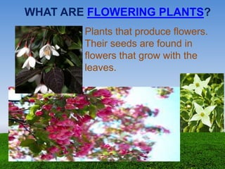 WHAT ARE FLOWERING PLANTS?
Plants that produce flowers.
Their seeds are found in
flowers that grow with the
leaves.
 