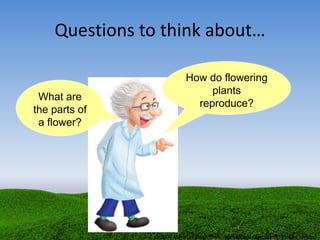 Questions to think about…
What are
the parts of
a flower?
How do flowering
plants
reproduce?
© 2009 Marshall Cavendish International (Singapore) Private Limited
 