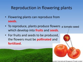 Reproduction in flowering plants
• Flowering plants can reproduce from
seeds.
• To reproduce, plants produce flowers
which develop into fruits and seeds.
• For fruits and seeds to be produced,
the flowers must be pollinated and
fertilized.
a tomato seed
© 2009 Marshall Cavendish International (Singapore) Private Limited
 