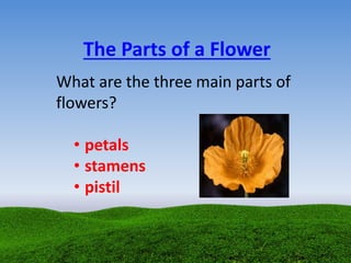 The Parts of a Flower
What are the three main parts of
flowers?
• petals
• stamens
• pistil
 