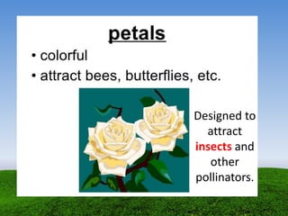 Designed to
attract
insects and
other
pollinators.
 