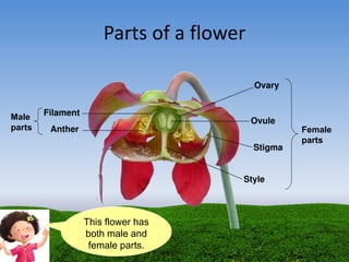 This flower has
both male and
female parts.
Parts of a flower
Male
parts Female
parts
 