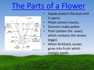 The Parts of a Flower
• Sepals protect the bud until
it opens.
• Petals attract insects.
• Stamens make pollen.
• Pistil contain the ovary
which contains the ovules
(eggs).
• When fertilized, ovules
grow into fruits which
contain seeds.
 