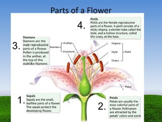 Parts of a Flower
 