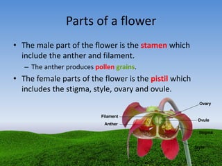 Parts of a flower
• The male part of the flower is the stamen which
include the anther and filament.
– The anther produces pollen grains.
• The female parts of the flower is the pistil which
includes the stigma, style, ovary and ovule.
 