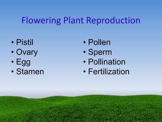 Flowering Plant Reproduction
• Pistil
• Ovary
• Egg
• Stamen
• Pollen
• Sperm
• Pollination
• Fertilization
 