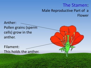 The Stamen:
Male Reproductive Part of a
Flower
Anther:
Pollen grains (sperm
cells) grow in the
anther.
Filament:
This holds the anther.
 