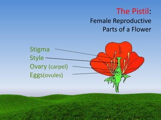 The Pistil:
Female Reproductive
Parts of a Flower
Stigma
Style
Ovary (carpel)
Eggs(ovules)
 