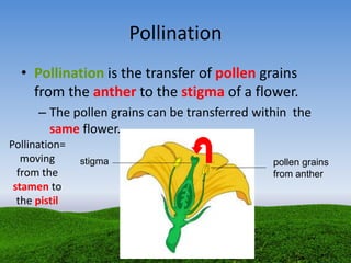 Pollination
• Pollination is the transfer of pollen grains
from the anther to the stigma of a flower.
– The pollen grains can be transferred within the
same flower.
stigma pollen grains
from anther
Pollination=
moving
from the
stamen to
the pistil
 