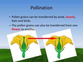 Pollination
• Pollen grains can be transferred by wind, insects,
bats and birds.
– The pollen grains can also be transferred from one
flower to another.
 