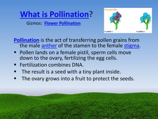 What is Pollination?
Gizmos: Flower Pollination
Pollination is the act of transferring pollen grains from
the male anther of the stamen to the female stigma.
 Pollen lands on a female pistil, sperm cells move
down to the ovary, fertilizing the egg cells.
 Fertilization combines DNA.
 The result is a seed with a tiny plant inside.
 The ovary grows into a fruit to protect the seeds.
 