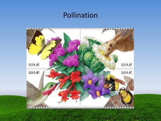 Pollination
 