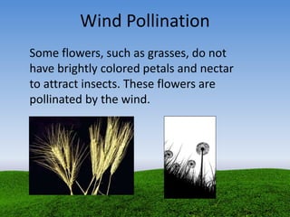 Wind Pollination
Some flowers, such as grasses, do not
have brightly colored petals and nectar
to attract insects. These flowers are
pollinated by the wind.
 