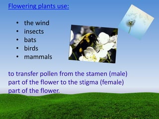 Flowering plants use:
• the wind
• insects
• bats
• birds
• mammals
to transfer pollen from the stamen (male)
part of the flower to the stigma (female)
part of the flower.
 