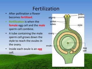 Fertilization
• After pollination a flower
becomes fertilized.
• Fertilization is when the
female egg cell and the male
sperm cell combine.
• A tube containing the male
sperm cell grows down the
style to reach the ovules in
the ovary.
• Inside each ovule is an egg
cell.
pollen
grainsstigma
pollen
tubes style
ovary
ovule
egg
cell
 