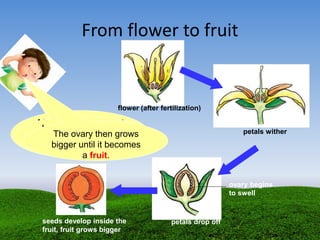 From flower to fruit
After fertilization, most
of the flower parts
wither and drop off
except for the ovary.
Inside the ovary, the
ovules begin to
develop into seeds.
The ovary then grows
bigger until it becomes
a fruit.
seeds develop inside the
fruit, fruit grows bigger
petals drop off
ovary begins
to swell
petals wither
flower (after fertilization)
 