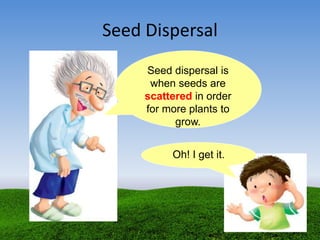 Seed Dispersal
Seed dispersal is
when seeds are
scattered in order
for more plants to
grow.
Oh! I get it.
 