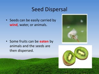 Seed Dispersal
• Seeds can be easily carried by
wind, water, or animals.
• Some fruits can be eaten by
animals and the seeds are
then dispersed.
 
