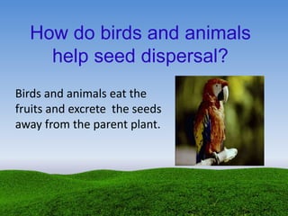 How do birds and animals
help seed dispersal?
Birds and animals eat the
fruits and excrete the seeds
away from the parent plant.
 