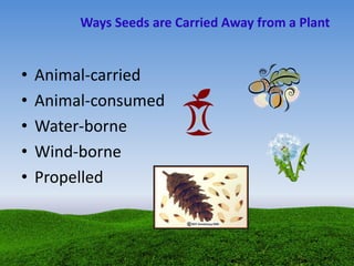Ways Seeds are Carried Away from a Plant
• Animal-carried
• Animal-consumed
• Water-borne
• Wind-borne
• Propelled
 