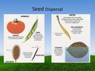 Seed Dispersal
 