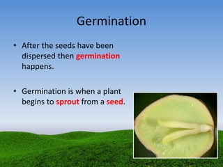 Germination
• After the seeds have been
dispersed then germination
happens.
• Germination is when a plant
begins to sprout from a seed.
 