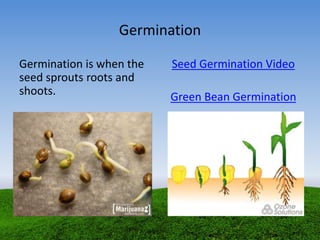 Germination
Germination is when the
seed sprouts roots and
shoots.
Seed Germination Video
Green Bean Germination
 
