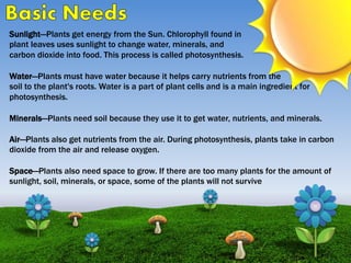 Sunlight—Plants get energy from the Sun. Chlorophyll found in
plant leaves uses sunlight to change water, minerals, and
carbon dioxide into food. This process is called photosynthesis.
Water—Plants must have water because it helps carry nutrients from the
soil to the plant's roots. Water is a part of plant cells and is a main ingredient for
photosynthesis.
Minerals—Plants need soil because they use it to get water, nutrients, and minerals.
Air—Plants also get nutrients from the air. During photosynthesis, plants take in carbon
dioxide from the air and release oxygen.
Space—Plants also need space to grow. If there are too many plants for the amount of
sunlight, soil, minerals, or space, some of the plants will not survive
 