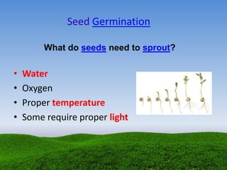 Seed Germination
• Water
• Oxygen
• Proper temperature
• Some require proper light
What do seeds need to sprout?
 