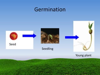 Germination
Seed
Seedling
Young plant
 