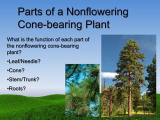 Parts of a Nonflowering
Cone-bearing Plant
What is the function of each part of
the nonflowering cone-bearing
plant?
•Leaf/Needle?
•Cone?
•Stem/Trunk?
•Roots?
 