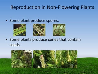 Reproduction in Non-Flowering Plants
• Some plant produce spores.
• Some plants produce cones that contain
seeds.
 