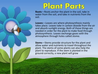 Roots—Roots anchor the plant in the soil, take in
water from the soil, and take in nutrients from the
soil.
Leaves—Leaves are where photosynthesis mainly
takes place. Leaves take in carbon dioxide from the air
and absorb sunlight energy. Both of these things are
needed in order for the plant to make food through
photosynthesis. Leaves exchange gases with the
atmosphere through holes called stoma.
Stems—Stems provide structure for the plant and
allow water and nutrients to travel throughout the
plant. The stems of some plants can also help the
plant to reproduce. If the stem is planted in the
ground correctly, a new plant will grow
 