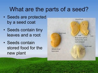 What are the parts of a seed?
• Seeds are protected
by a seed coat
• Seeds contain tiny
leaves and a root
• Seeds contain
stored food for the
new plant
 