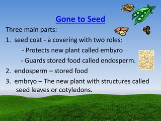 Gone to Seed
Three main parts:
1. seed coat - a covering with two roles:
- Protects new plant called embyro
- Guards stored food called endosperm.
2. endosperm – stored food
3. embryo – The new plant with structures called
seed leaves or cotyledons.
 