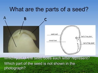 What are the parts of a seed?
A B C
Which part of the seed does each letter represent?
Which part of the seed is not shown in the
photograph?
 