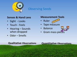 Observing Seeds
Senses & Hand Lens
• Sight - Looks
• Touch - Feels
• Hearing – Sounds
when dropped
• Odor – Smells
Qualitative Observations
Measurement Tools
• Ruler
• Tape measure
• Balance
• Gram mass pieces
Quantitative Observations
 