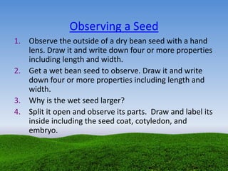 Observing a Seed
1. Observe the outside of a dry bean seed with a hand
lens. Draw it and write down four or more properties
including length and width.
2. Get a wet bean seed to observe. Draw it and write
down four or more properties including length and
width.
3. Why is the wet seed larger?
4. Split it open and observe its parts. Draw and label its
inside including the seed coat, cotyledon, and
embryo.
 