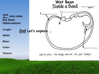 Wet Bean
1st Lets make
Dry Seed
Observations:
Length:
Width:
Mass:
Color:
Texture:
2nd Let’s explore …
 
