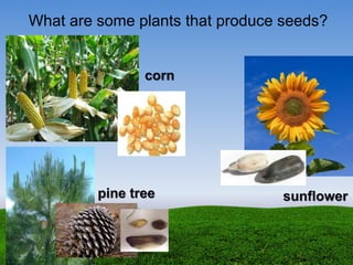 What are some plants that produce seeds?
corn
pine tree sunflower
 