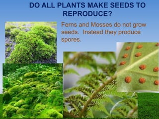 DO ALL PLANTS MAKE SEEDS TO
REPRODUCE?
Ferns and Mosses do not grow
seeds. Instead they produce
spores.
 