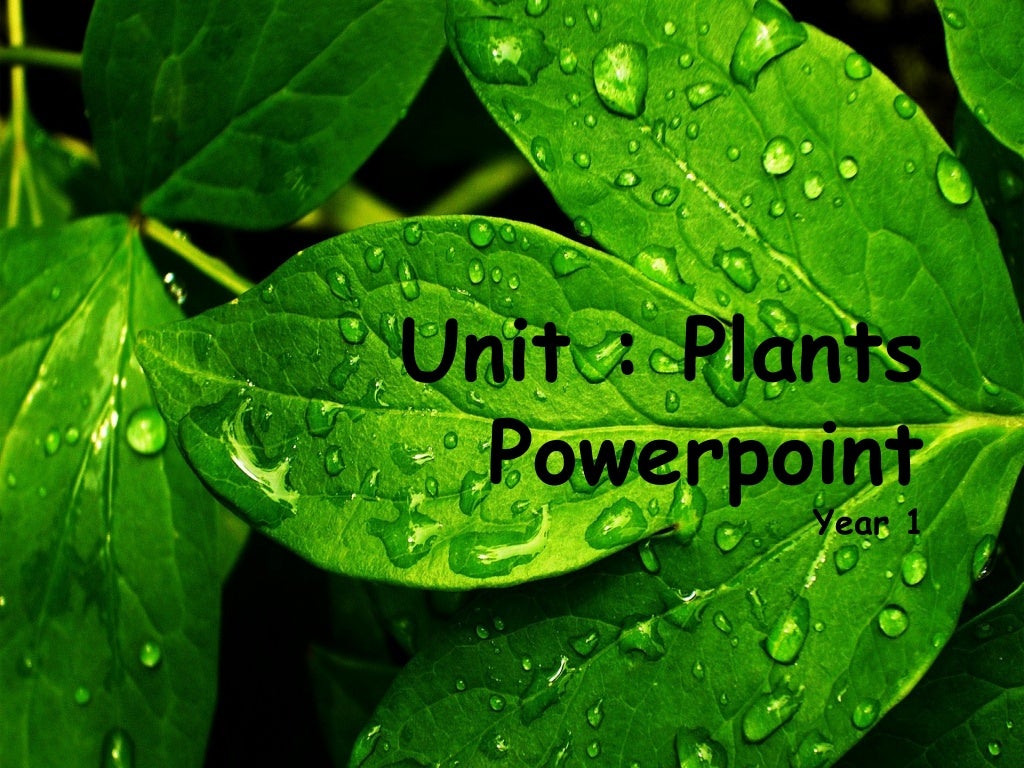 Unit : Plants  Powerpoint          Year 1