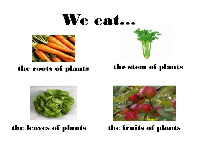 What are stem vegetables?