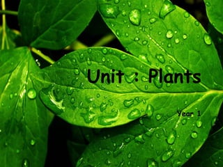 Unit : Plants
          Year 1
 