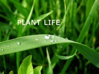 PLANT LIFE
PLANT LIFE
 