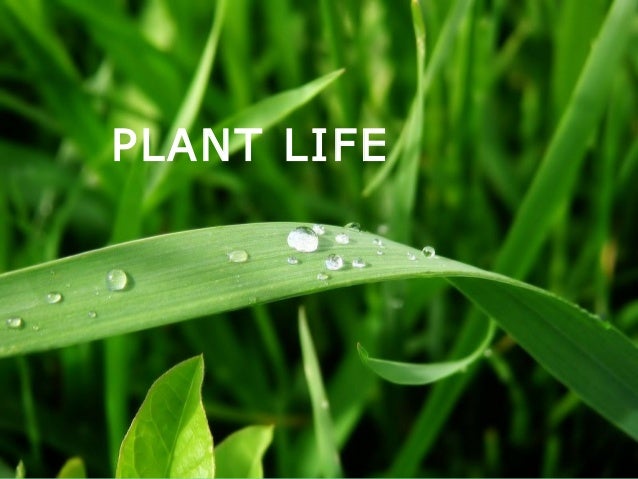 plants ppt plants ppt