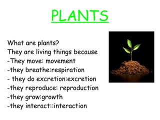 PLANTS
What are plants?
They are living things because
-They move: movement
-they breathe:respiration
- they do excretion:...