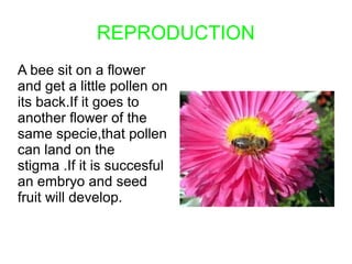 REPRODUCTION
A bee sit on a flower
and get a little pollen on
its back.If it goes to
another flower of the
same specie,tha...